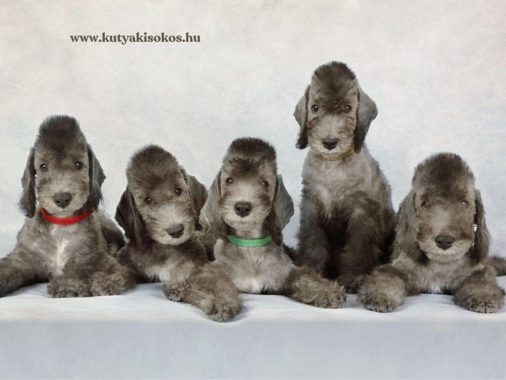 Öt bedlington terrier kölyökkutya egymás mellett.