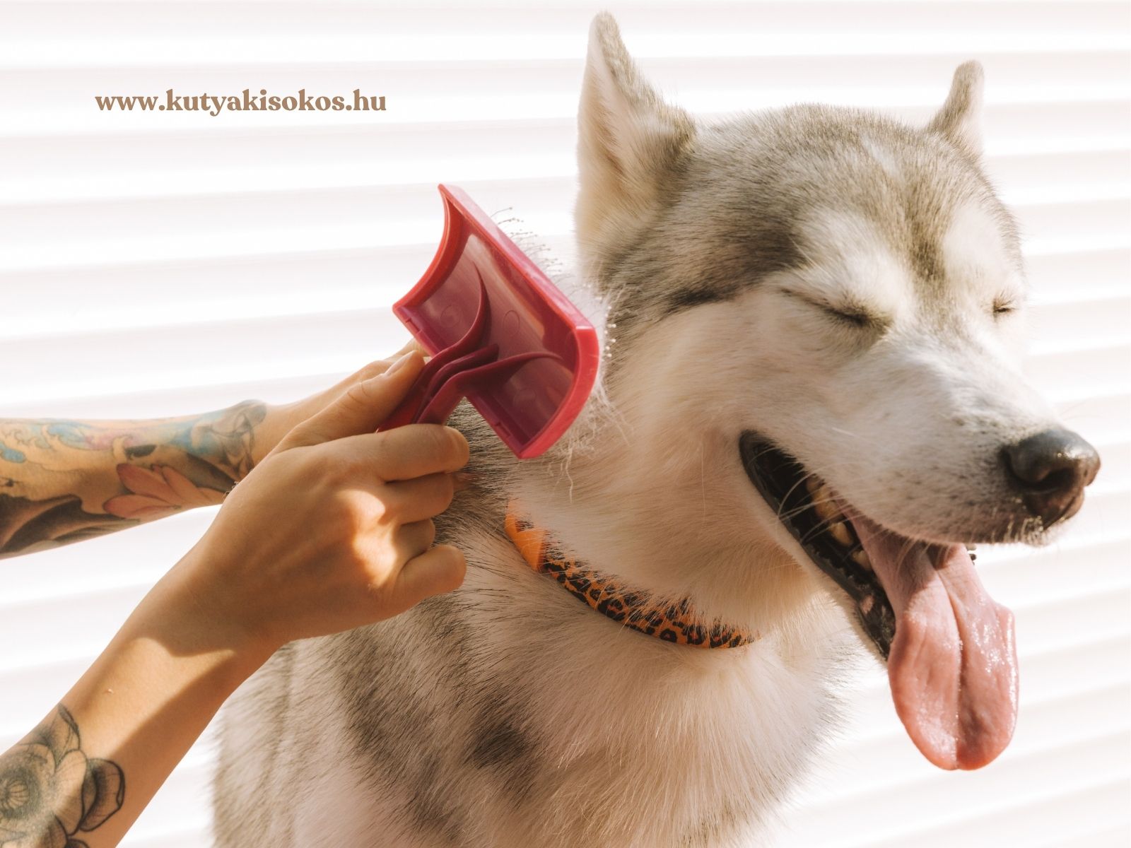 dupla szőrzetű kutya ápolása Dupla szőrzetű husky fésülése vedlés közben az elhalt szőrszálak eltávolítására.