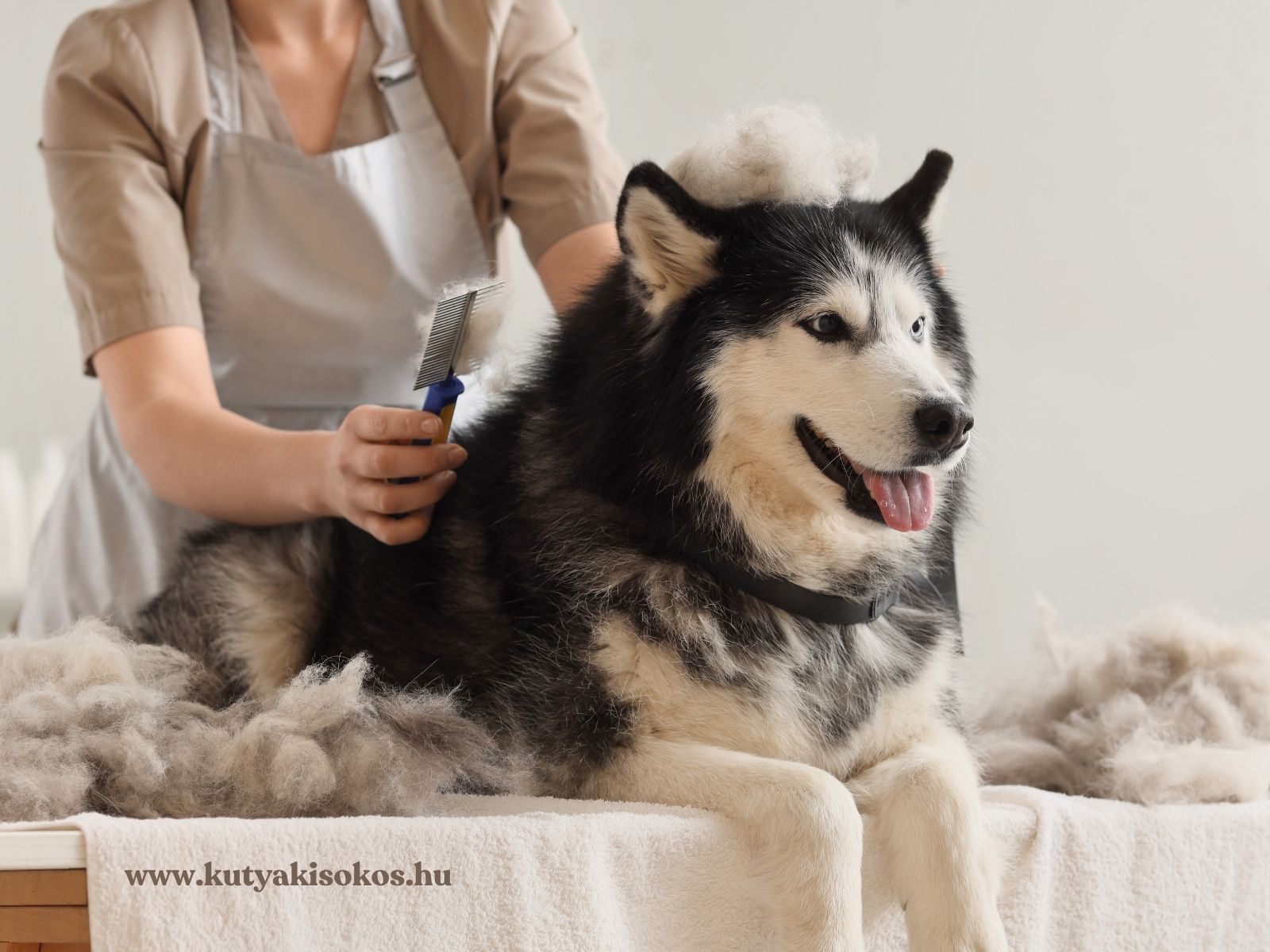 Husky őszi vedlés közben, miközben kefével eltávolítják az elhalt szőrszálakat.