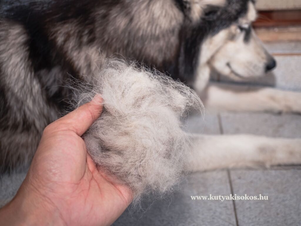 Kézben tartott nagy csomó kifésült kutyaszőr egy husky mellett.