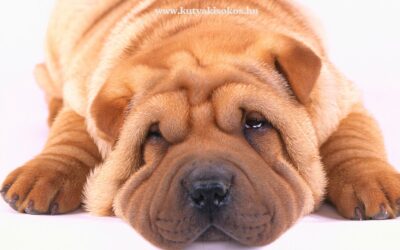 Shar pei, a látványos kínai házőrző