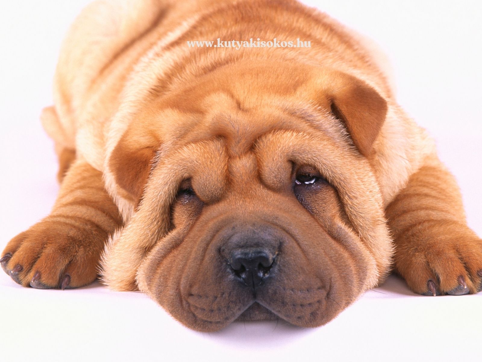 shar pei Barna shar pei kutya fekszik fehér háttér előtt, jellegzetesen ráncos arccal.