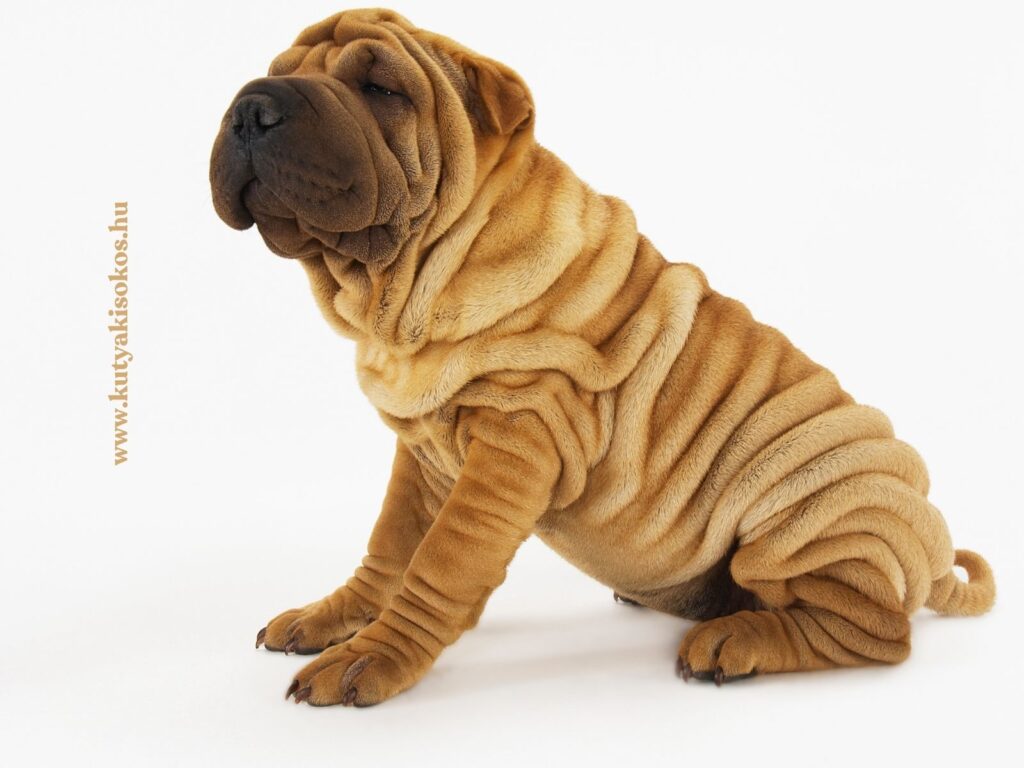 Barna shar pei kutya ül fehér háttér előtt, testét számos jellegzetes bőrredő borítja.